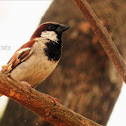 House Sparrow