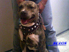 Cachorros Pitbull American Pitbull Con Red Nose