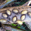 Mealybug