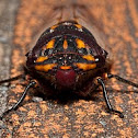 Cicada