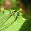 Damselfly