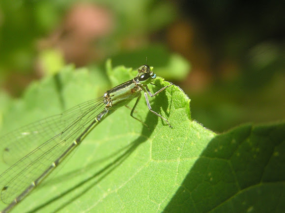 Spotting Image 1
