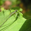 Damselfly
