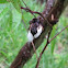 Cotton plant