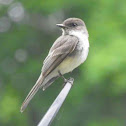 Eastern Phoebe