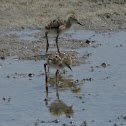 Black-necked Stilt
