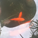 Koi