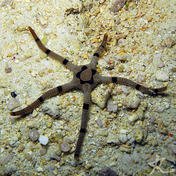 Banded Brittle Star Project Noah
