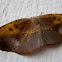 Leaf-mimic Moth