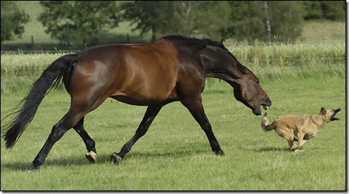 pega-pega-cachorro-cavalo