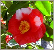 [Camellia_179[7].jpg]