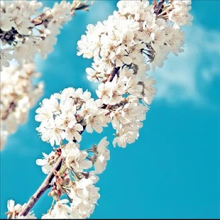 How to install Galaxy sakura live wallpaper 1.0 mod apk for laptop