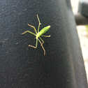 Unknown spotting