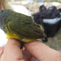 MacGillivray's Warbler