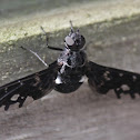 Tiger Bee Fly
