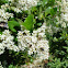 Honey Bees