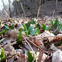 Ramps