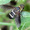 Bee fly
