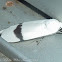 White Tiger Moth