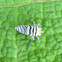 Leafhopper nymph