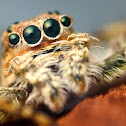 Jumping Spider