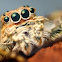 Jumping Spider