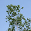 White Birch