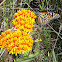 Monarch Butterfly