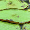 Victoria amazonica