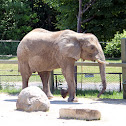 African elephant