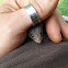 Woodland Mouse