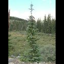 Spruce
