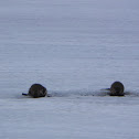 Muskrat