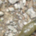 Banana Slug
