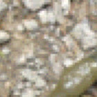 Banana Slug
