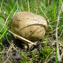 Scaly Earthball/Wortelende aardappelbovist