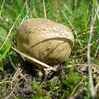Scaly Earthball/Wortelende aardappelbovist