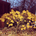 Peegee Hydrangea