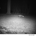 Possum