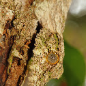 Mossy leaf-tailed gecko