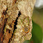 Mossy leaf-tailed gecko