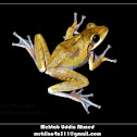 Indian Tree Frog or Chunam Tree Frog