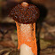 Stinkhorn Fungus