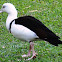 Burdekin Duck (Radjah Shellduck)