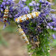 Ailanthus webworm