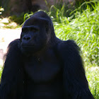 Western Lowland Gorilla