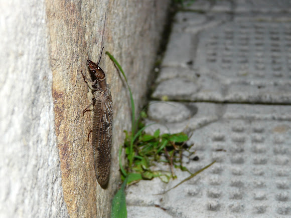 Spotting Image 1