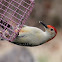 Red-bellied woodpecker