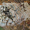 Homobasidiomycetes (Aphyllophoralles)