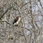 Red-tailed Hawk